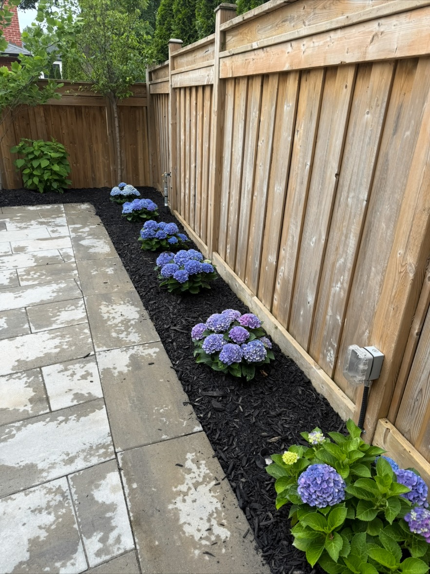 Hydrangea garden bed with black mulch beside a stone patio